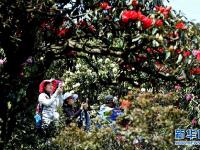  踏青赏花休闲度假