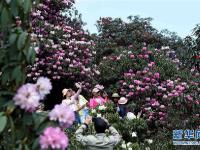  踏青赏花休闲度假