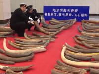哈尔滨海关破走私案 缴猛犸象牙107根