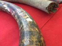 哈尔滨海关破走私案 缴猛犸象牙107根