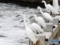  厦门：筼筜湖上白鹭飞
