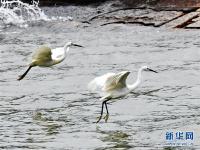  厦门：筼筜湖上白鹭飞