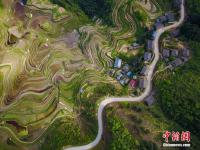  航拍贵州月亮山梯田 犹如大地“指纹”