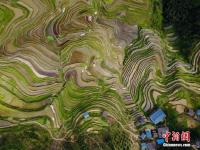  航拍贵州月亮山梯田 犹如大地“指纹”