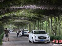  浙江杭州现“紫藤花大道” 如梦似幻惹人醉