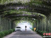  浙江杭州现“紫藤花大道” 如梦似幻惹人醉