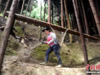身怀绝技！深山女背夫日背千斤木料如履平地