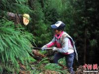 身怀绝技！深山女背夫日背千斤木料如履平地