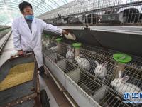  河北枣强：“扶贫兔”敲开致富门