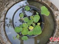 宋朝莲子“沉睡千年”后复活 嫩绿莲叶生机勃勃