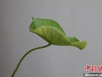 宋朝莲子“沉睡千年”后复活 嫩绿莲叶生机勃勃