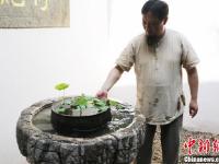 宋朝莲子“沉睡千年”后复活 嫩绿莲叶生机勃勃