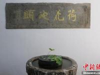 宋朝莲子“沉睡千年”后复活 嫩绿莲叶生机勃勃