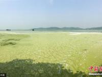 无锡气温升高太湖蓝藻泛滥 局部水域全覆盖