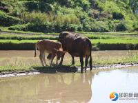 邵阳县河伯岭风光锦绣 乡村旅游如火如荼