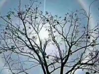  四川自贡多地出现日晕景观