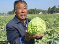 包心菜变