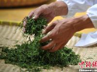 江西近60名制茶高手比拼茶叶制作技艺