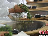 江西近60名制茶高手比拼茶叶制作技艺