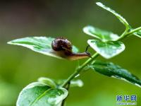  雨中蜗牛