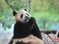 昆明野生动物迎端午 熊猫吃窝窝头浣熊抢粽子