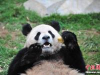 昆明野生动物迎端午 熊猫吃窝窝头浣熊抢粽子