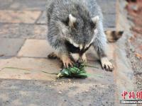 昆明野生动物迎端午 熊猫吃窝窝头浣熊抢粽子