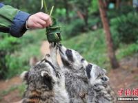 昆明野生动物迎端午 熊猫吃窝窝头浣熊抢粽子