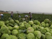 男子种菜销售难 10万斤免费送乡邻