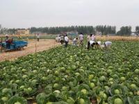 男子种菜销售难 10万斤免费送乡邻