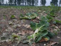 男子种菜销售难 10万斤免费送乡邻