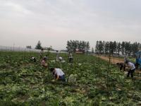 男子种菜销售难 10万斤免费送乡邻