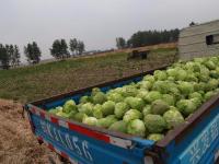 男子种菜销售难 10万斤免费送乡邻