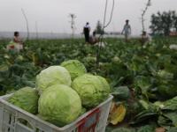 男子种菜销售难 10万斤免费送乡邻