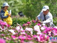  长春：芍药花开游人来