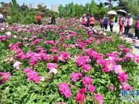  长春：芍药花开游人来