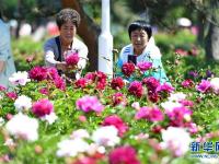  长春：芍药花开游人来