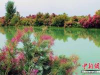 新疆博斯腾湖红柳花开似火现夏季湿地醉美画卷