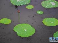  雨中荷