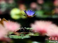  昆明大观公园盛夏“莲”开 引民众观赏