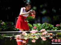  昆明大观公园盛夏“莲”开 引民众观赏