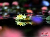  昆明大观公园盛夏“莲”开 引民众观赏