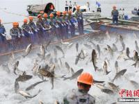  浙江千岛湖再现“巨网捕鱼” 万鱼起跃堪称盛景