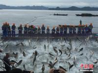  浙江千岛湖再现“巨网捕鱼” 万鱼起跃堪称盛景