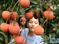  广西灵山县荔枝陆续上市