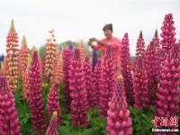  甘肃和政“母亲花”绽放黄土塬 夏日盛开多彩绚丽