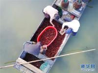  洪泽六月秧绿龙虾肥