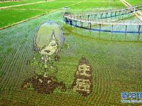  辽宁沈阳“3D稻田画”进入观赏期