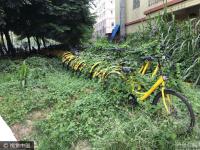 深圳多辆共享单车被弃绿化带 被植物