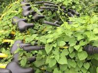 深圳多辆共享单车被弃绿化带 被植物